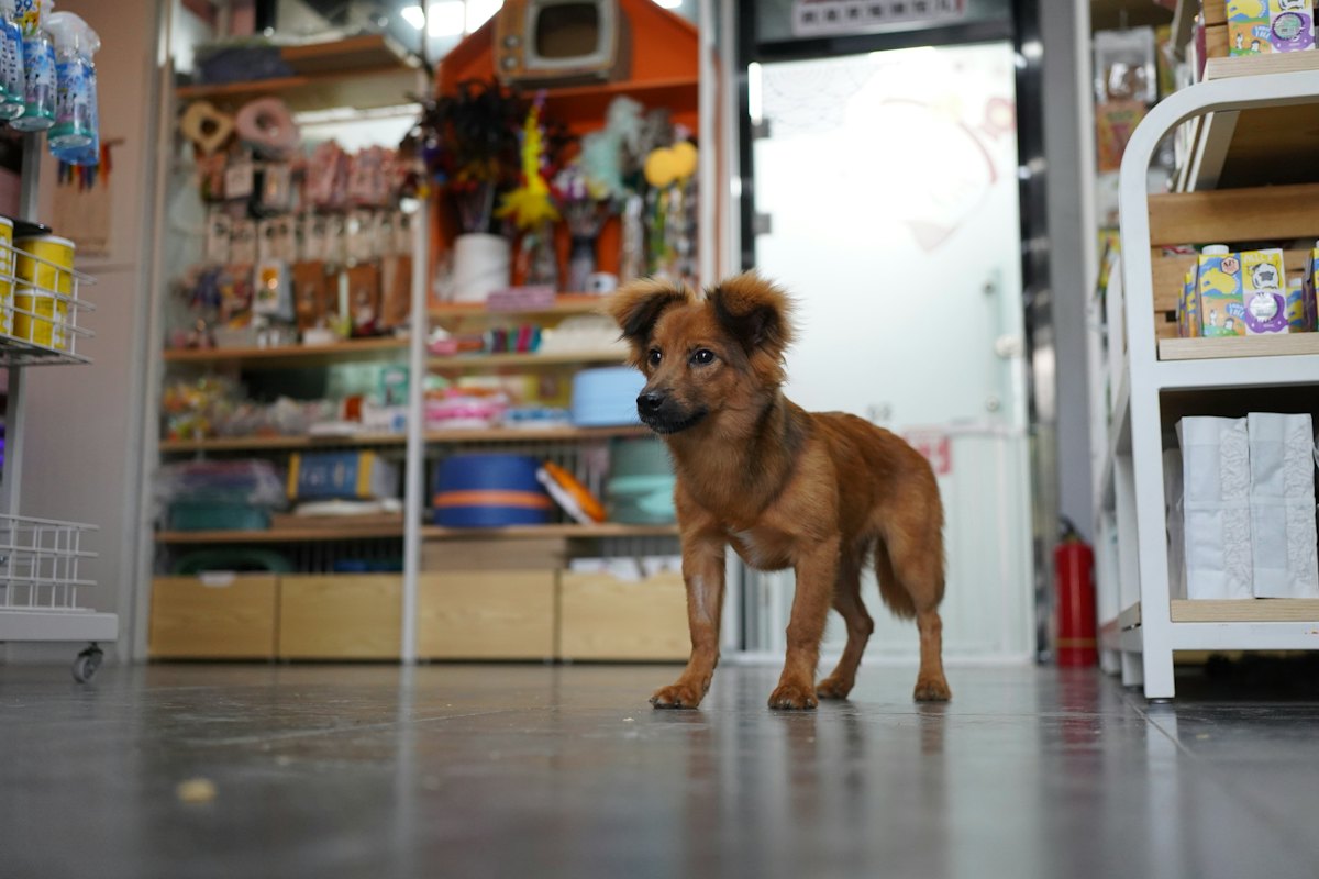 Exemplo de pet shop